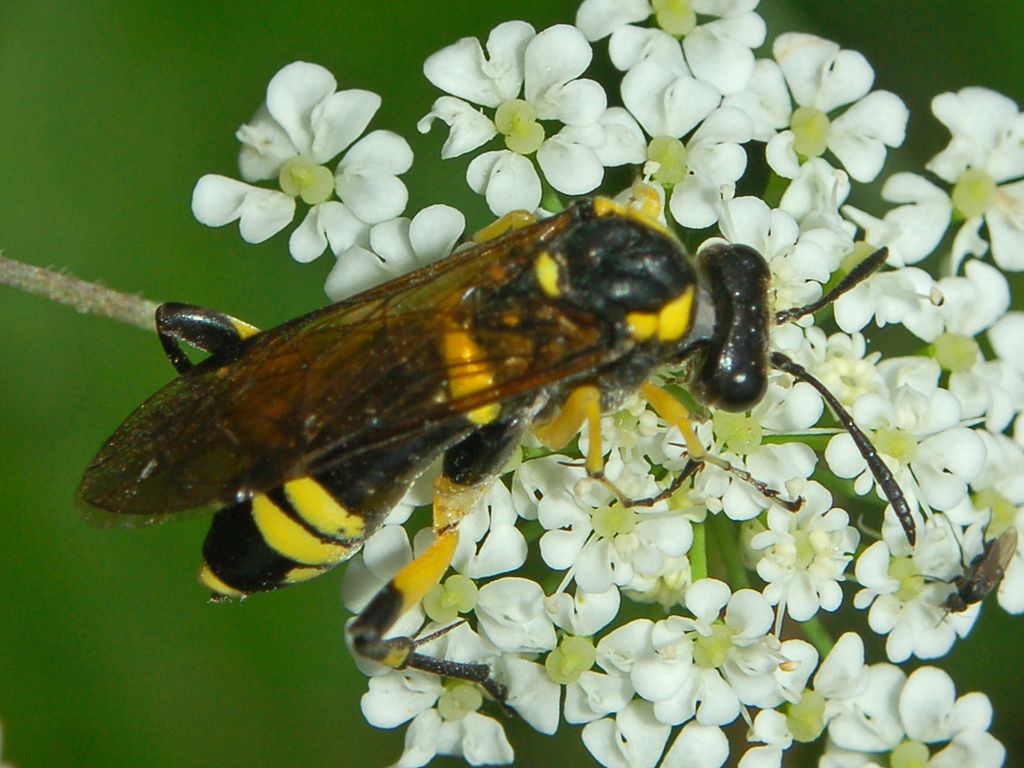 Macrophya montana (=rustica) (Tenthredinidae).